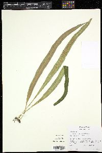 Campyloneurum angustifolium image