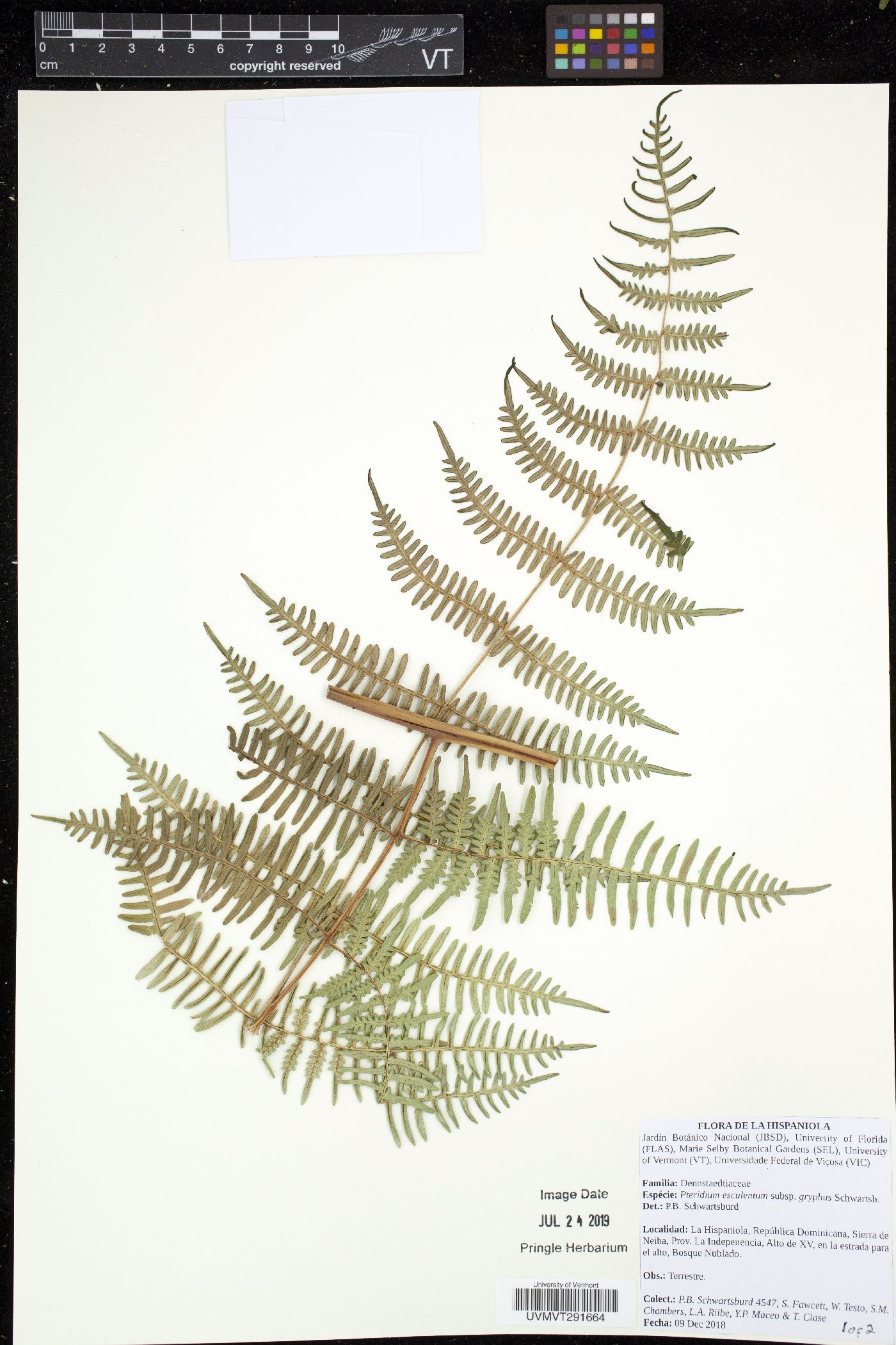 Pteridium arachnoideum subsp. gryphus image