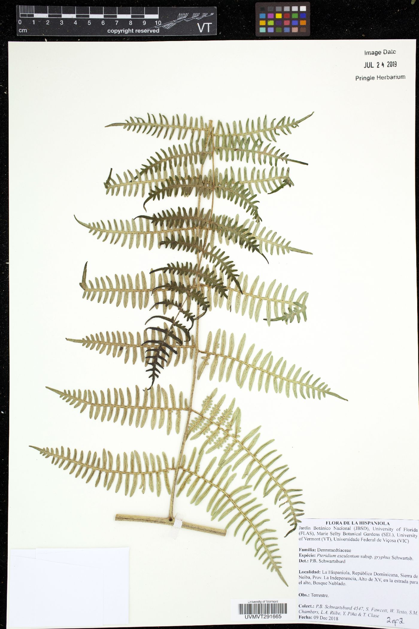 Pteridium arachnoideum subsp. gryphus image