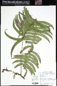 Serpocaulon latipes image