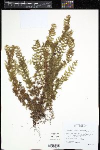 Hymenophyllum pulchellum image