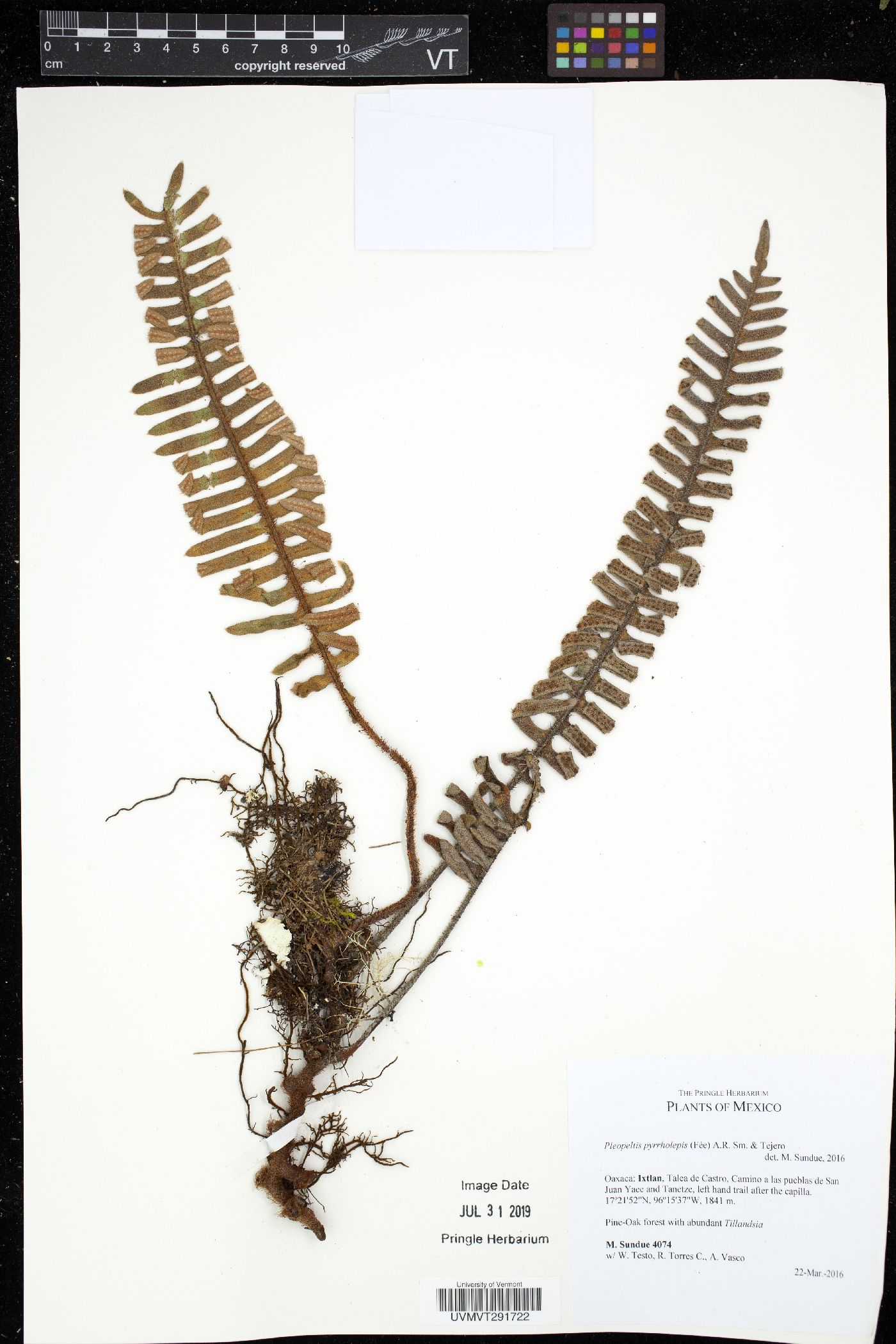 Pleopeltis pyrrholepis image