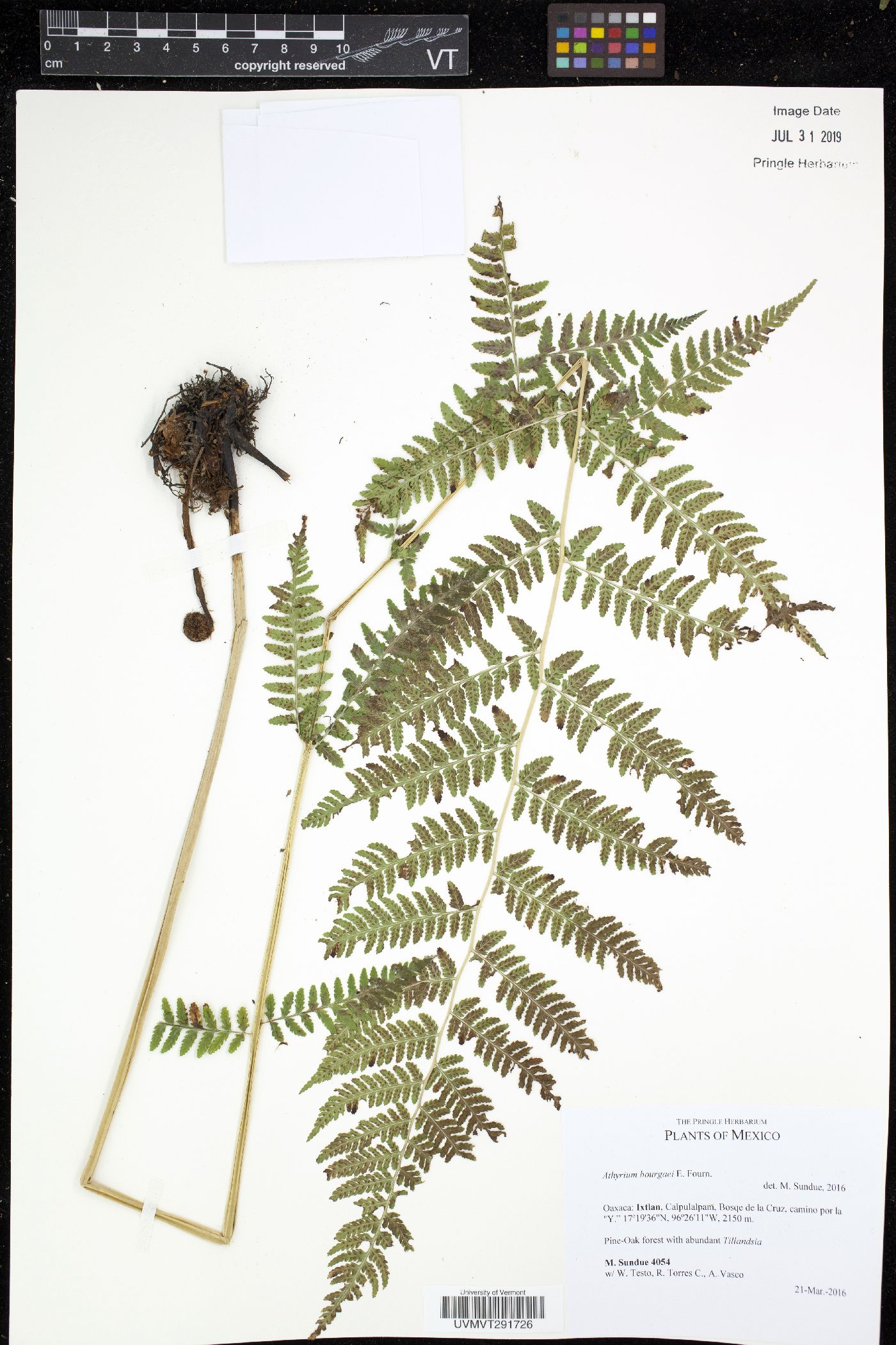 Athyrium bourgaei image