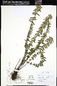 Asplenium monanthes image