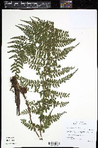 Asplenium blepharophorum image