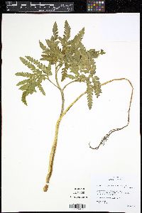 Botrychium decompositum image