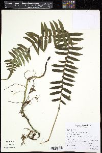 Media resource of Serpocaulon ptilorhizon