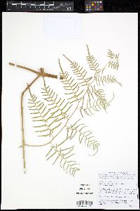 Pteridium caudatum image