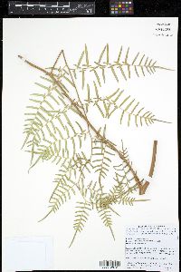 Pteridium caudatum image