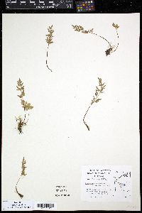 Cryptogramma stelleri image