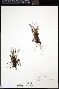 Schizaea fistulosa image