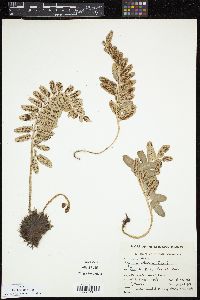 Asplenium obtusatum image