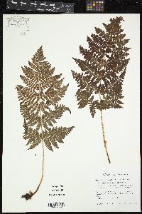 Dryopteris campyloptera image