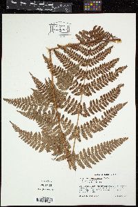 Dryopteris campyloptera image