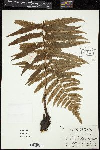 Dryopteris atrata image