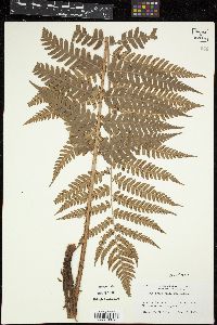 Dryopteris celsa image