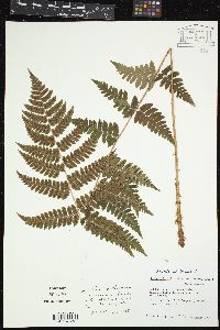 Dryopteris clintoniana image