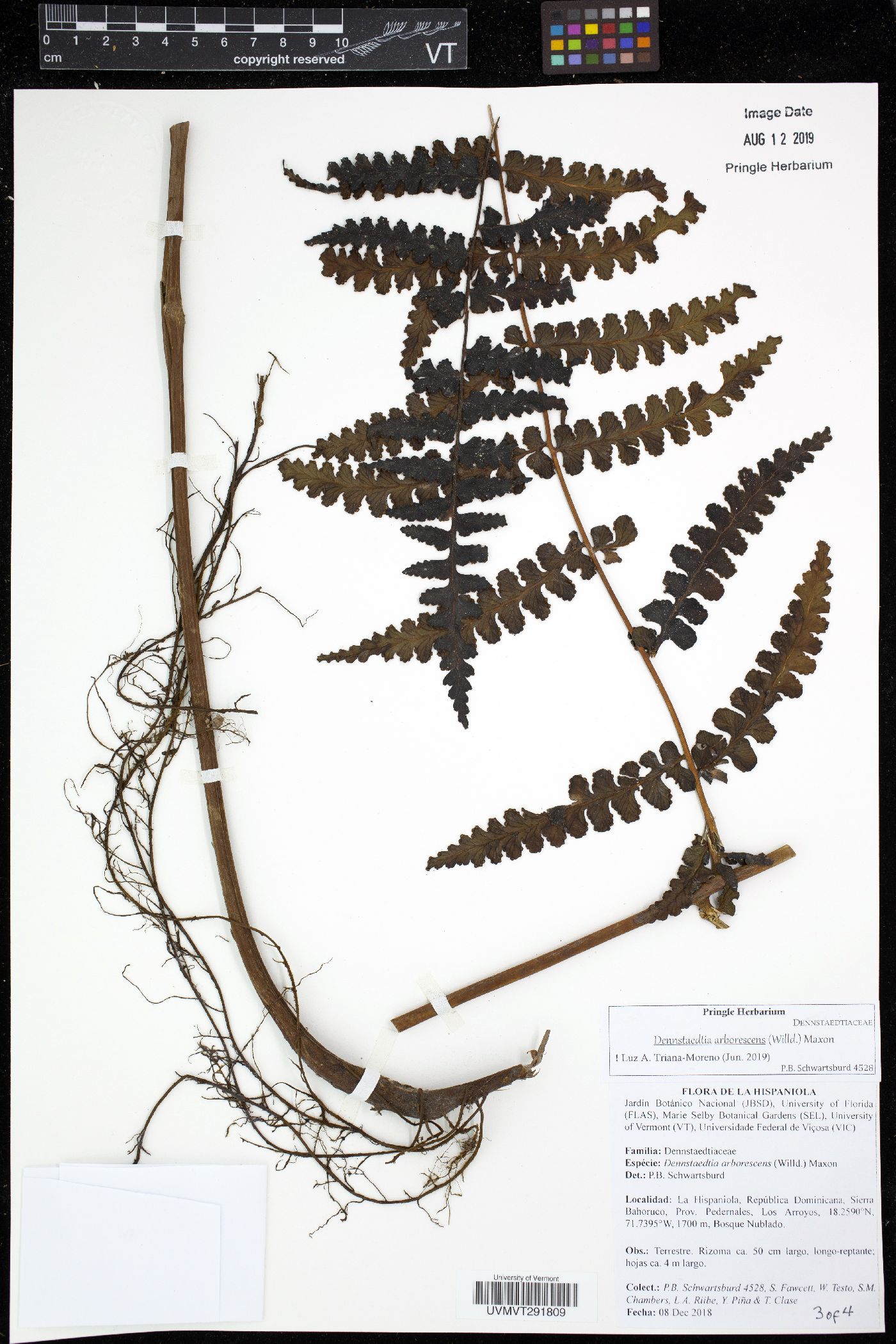 Dennstaedtia arborescens image