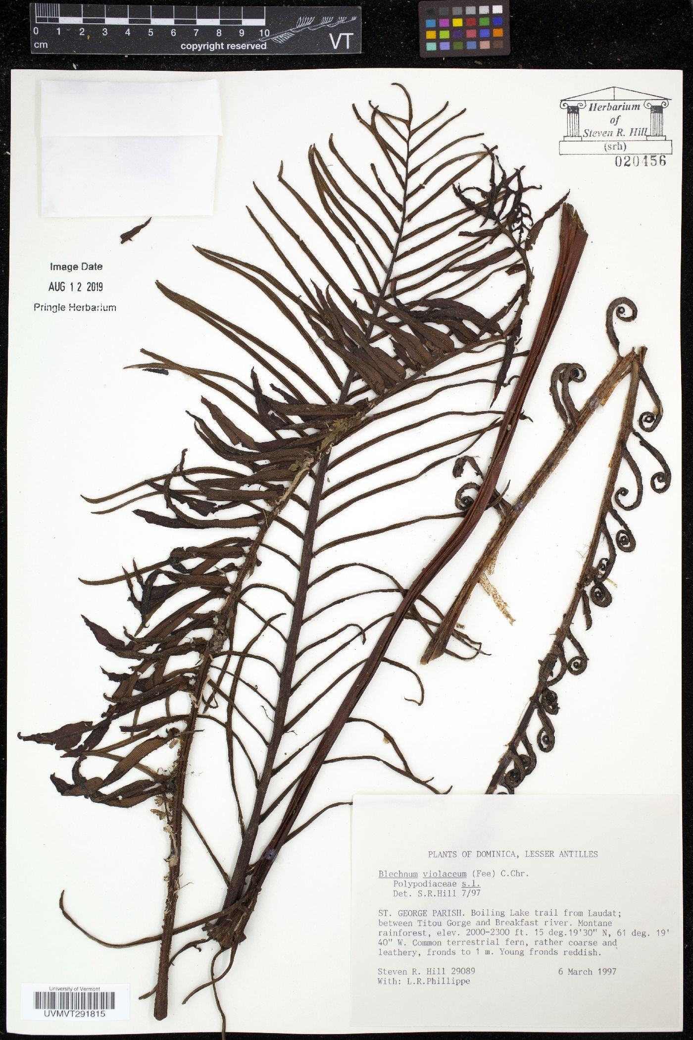 Blechnum lechleri image