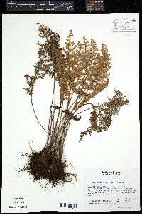 Myriopteris myriophylla image