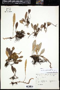 Image of Pyrrosia eleagnifolia