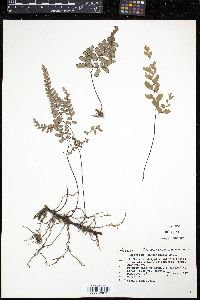 Adiantum cunninghamii image