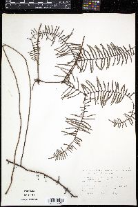 Gleichenia microphylla image