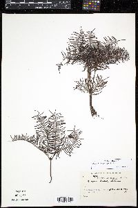 Gleichenia dicarpa image