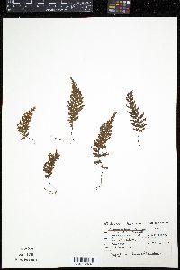 Hymenophyllum poolii image