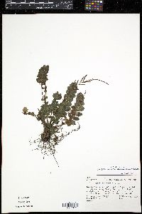 Image of Cranfillia nigra
