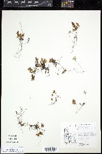 Hymenophyllum darwinii image