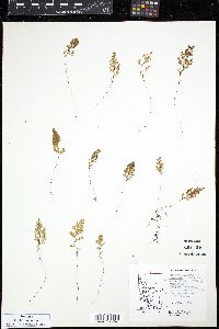 Hymenophyllum darwinii image