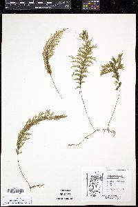 Hymenophyllum pectinatum image