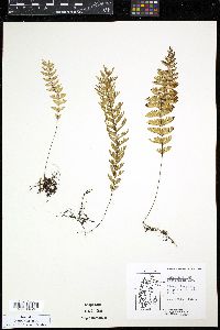 Hymenophyllum pectinatum image