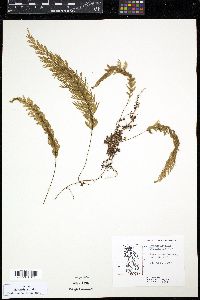 Hymenophyllum pectinatum image