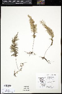 Hymenophyllum pectinatum image