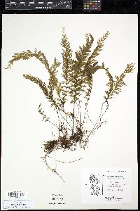 Hymenophyllum pectinatum image