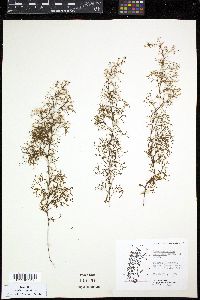 Hymenophyllum secundum image