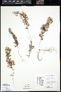 Hymenophyllum secundum image