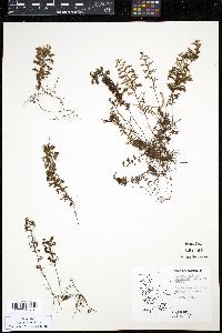 Hymenophyllum secundum image