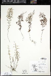 Hymenophyllum secundum image