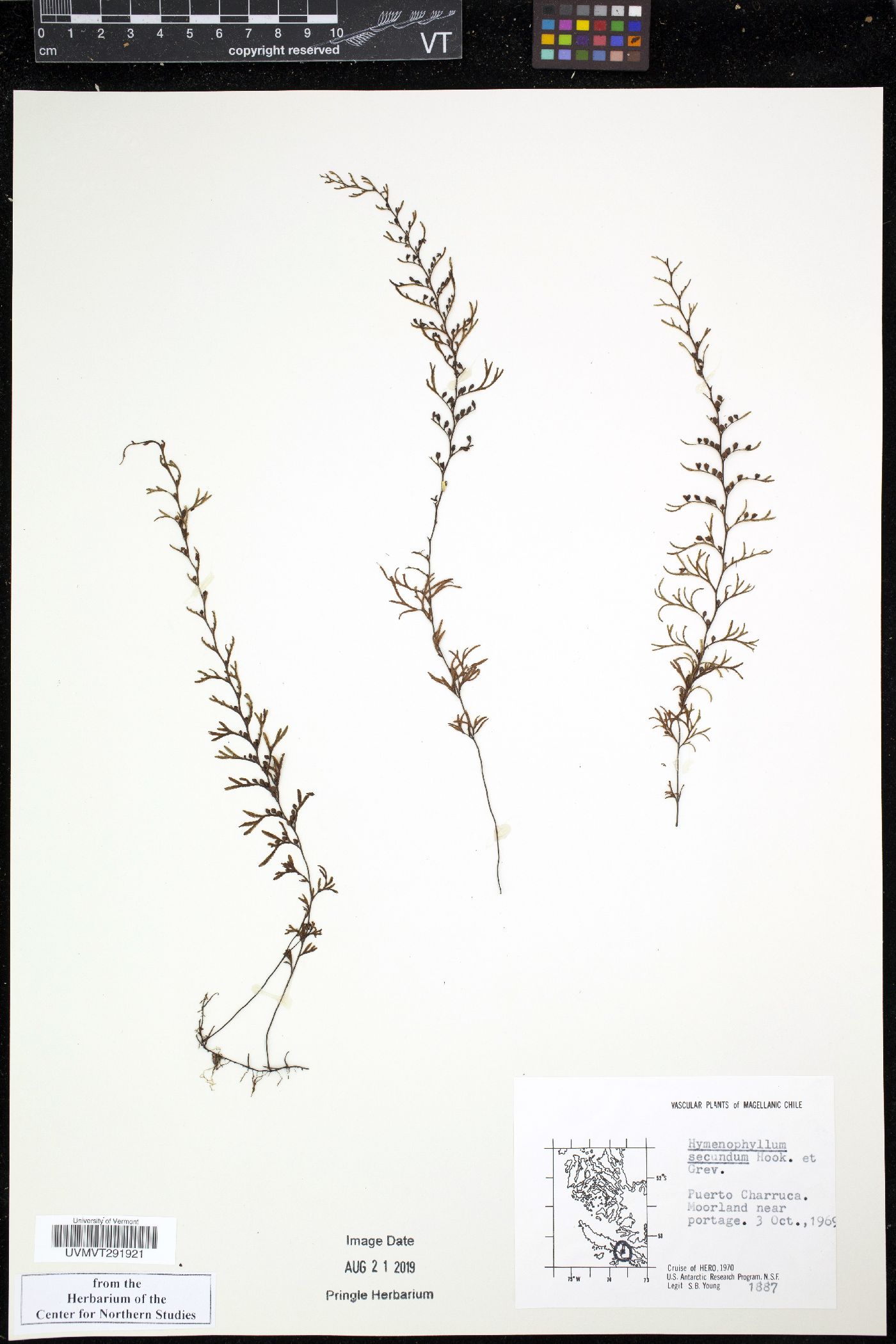 Hymenophyllum secundum image