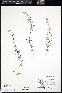 Hymenophyllum secundum image