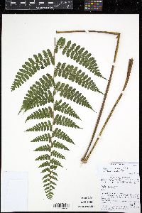 Dennstaedtia globulifera image