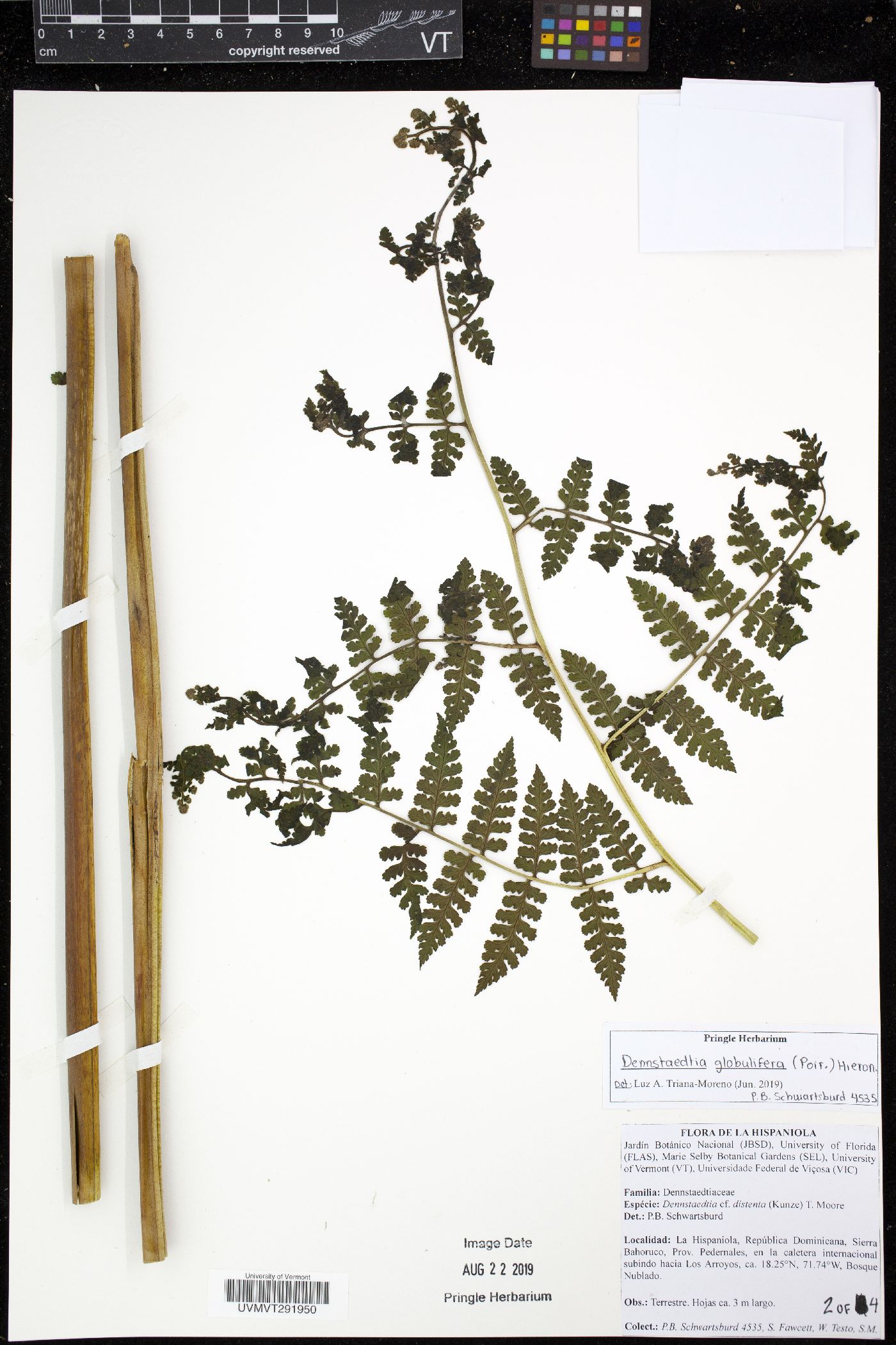 Dennstaedtia globulifera image