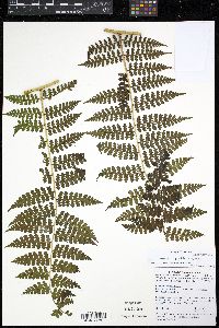 Dennstaedtia globulifera image