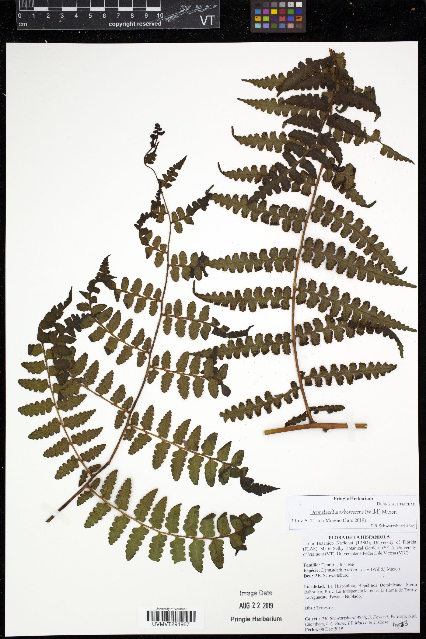 Dennstaedtia arborescens image