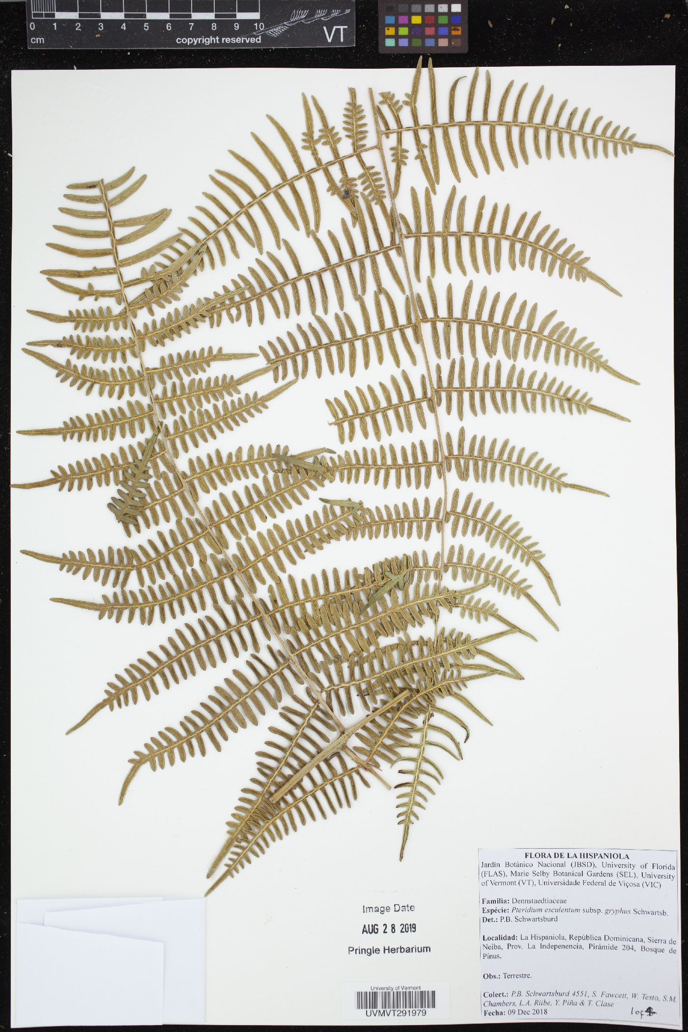 Pteridium arachnoideum subsp. gryphus image