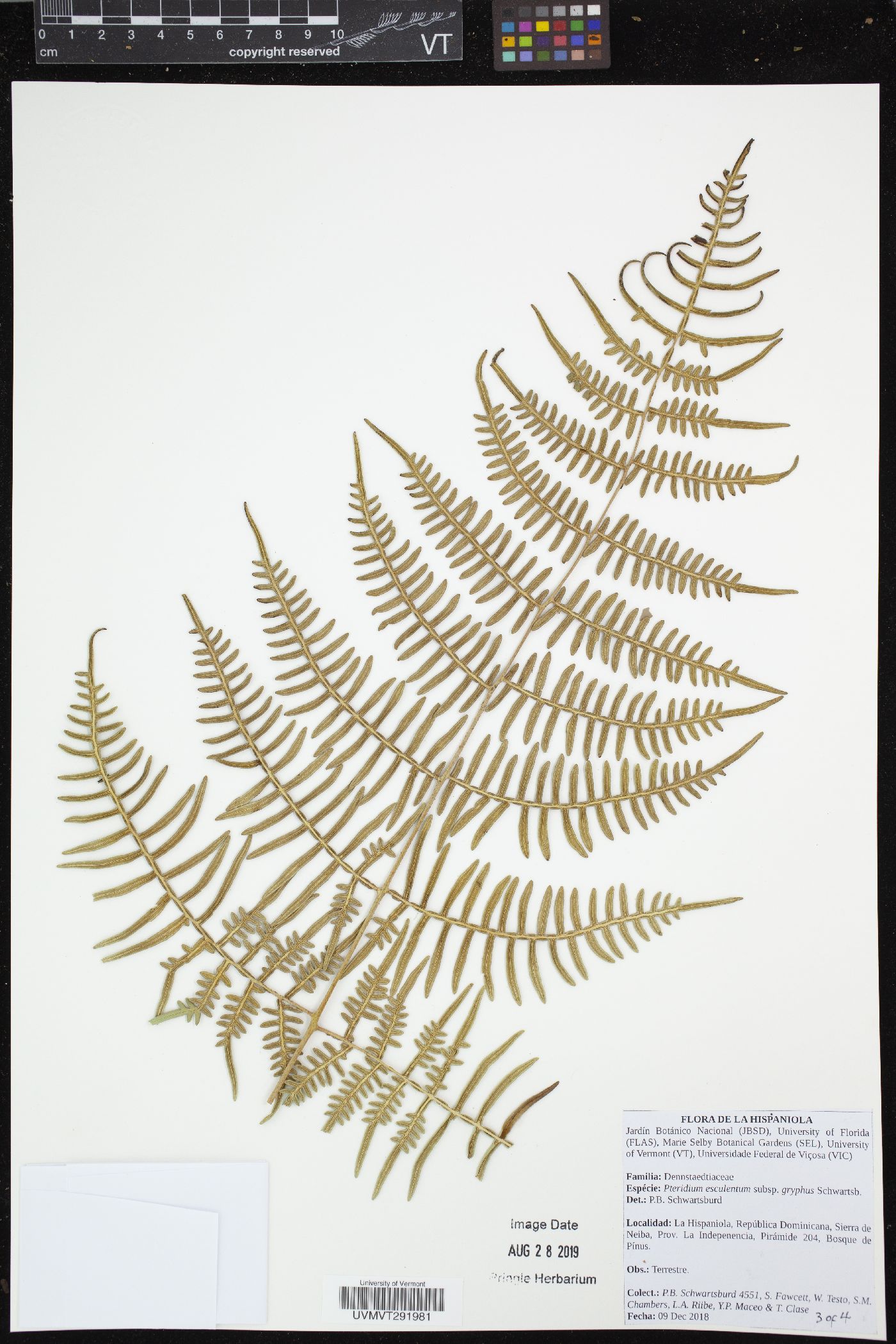 Pteridium arachnoideum subsp. gryphus image