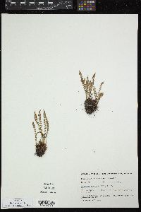 Woodsia ilvensis image